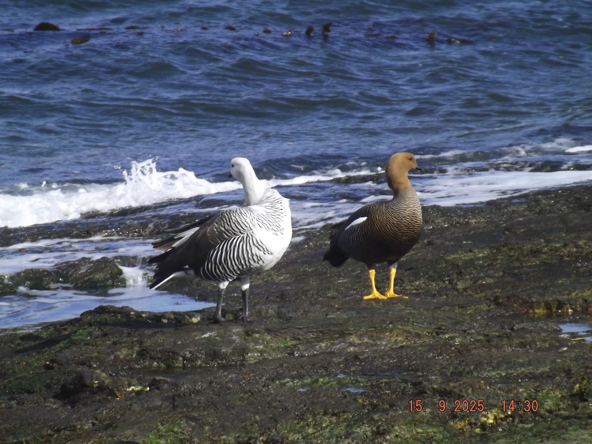 Upland Goose - ML641972746