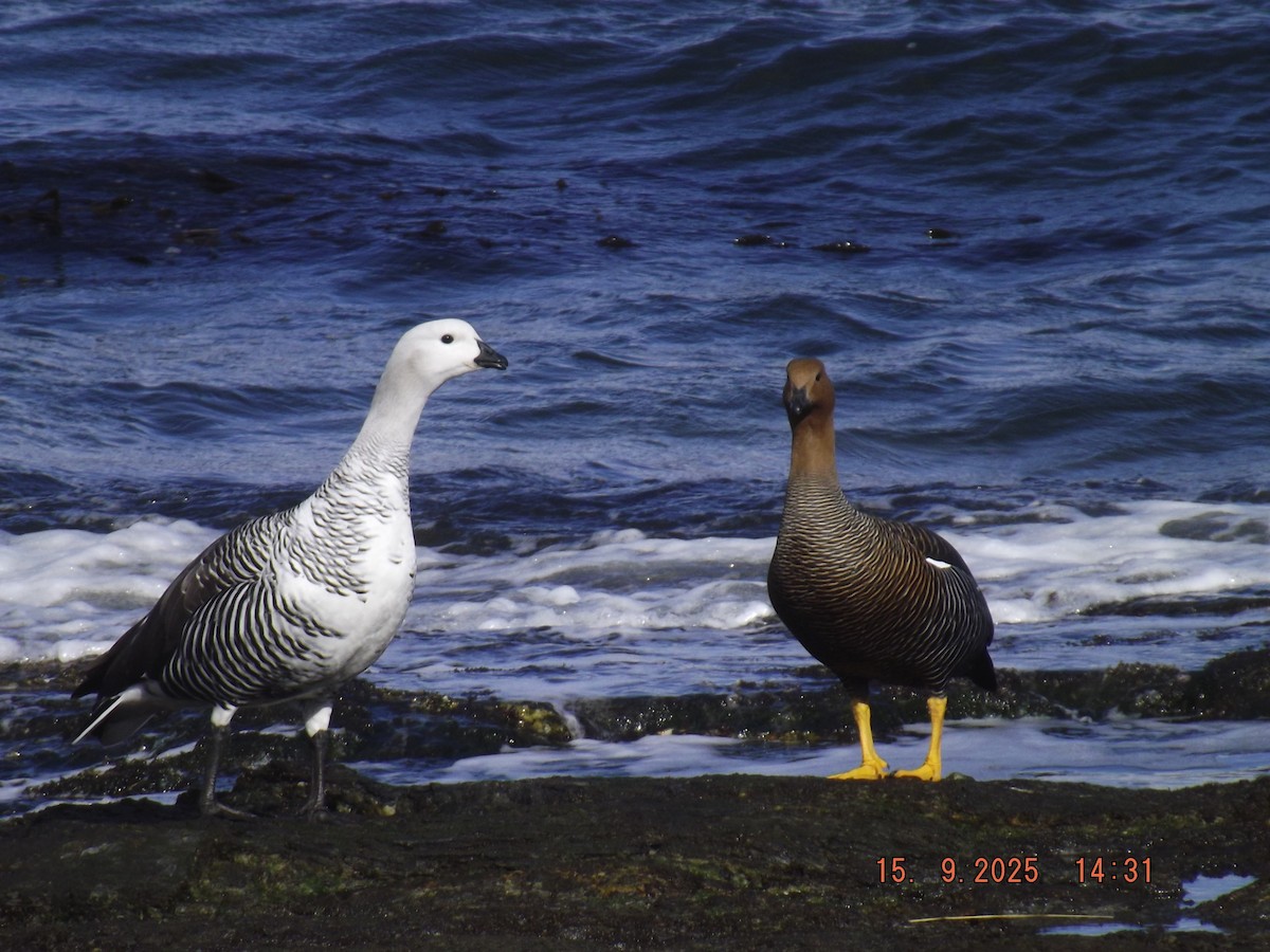 Upland Goose - ML641972747