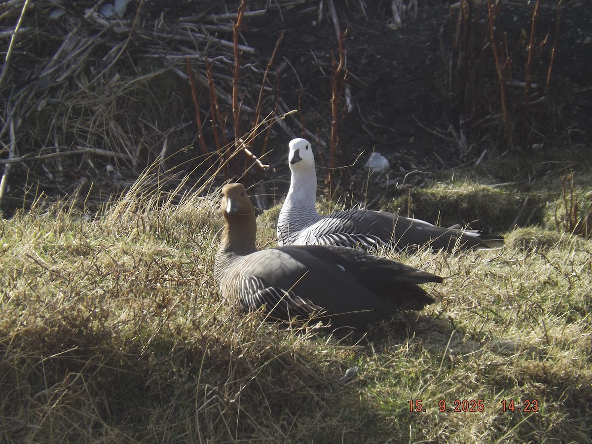Upland Goose - ML641972748