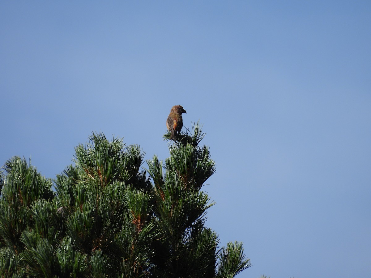 Red Crossbill - ML641972800