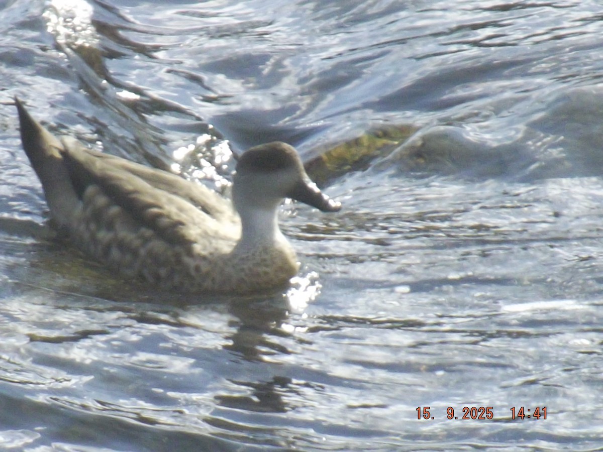 Crested Duck - ML641972818