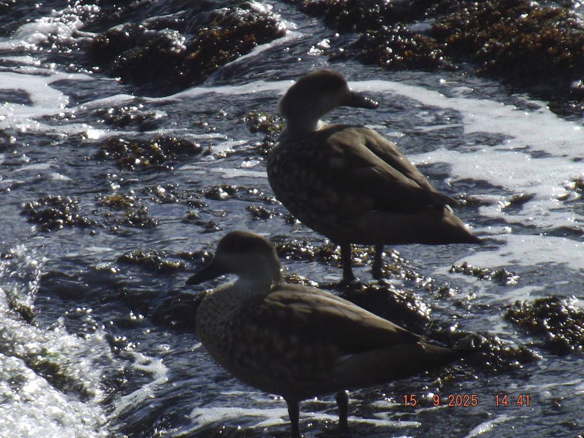 Crested Duck - ML641972819