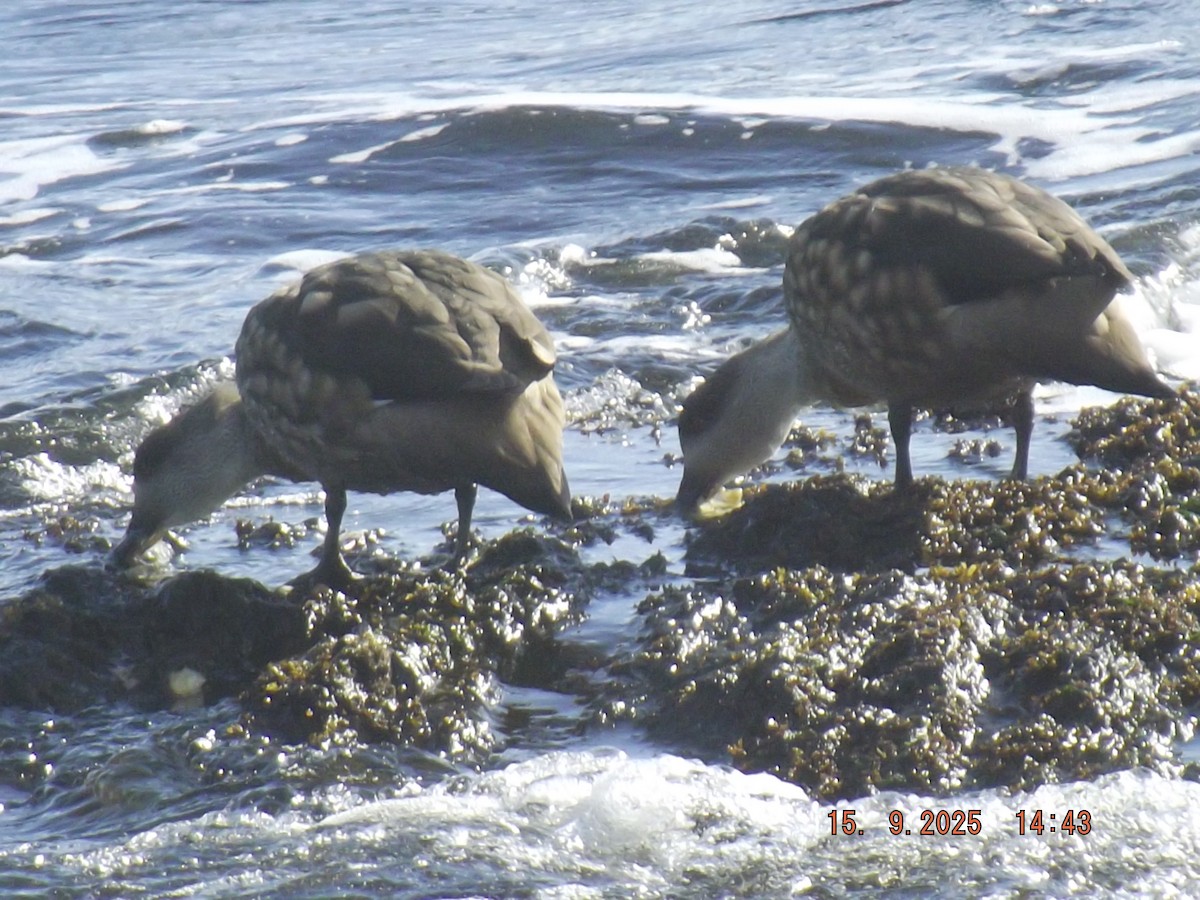 Crested Duck - ML641972820