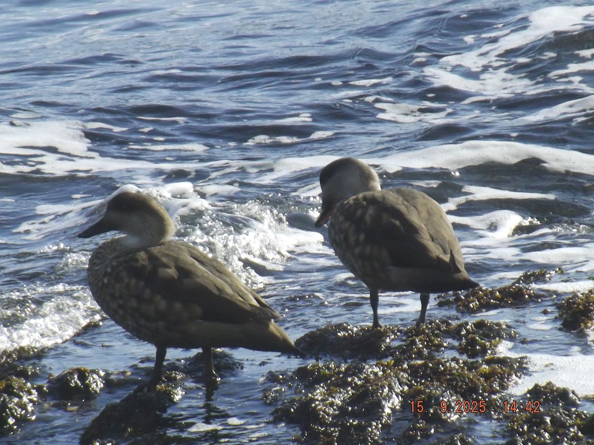 Crested Duck - ML641972821