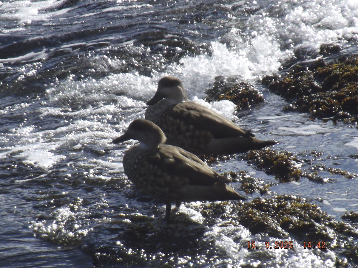 Crested Duck - ML641972826