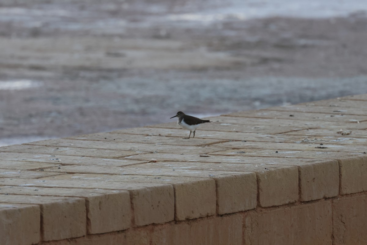 Common Sandpiper - ML641972828