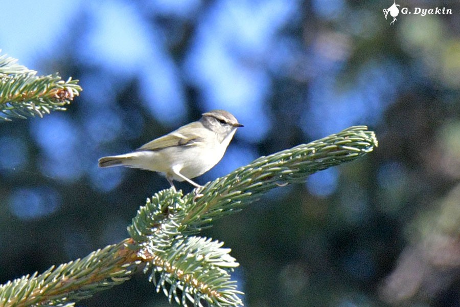 Hume's Warbler - ML641972829