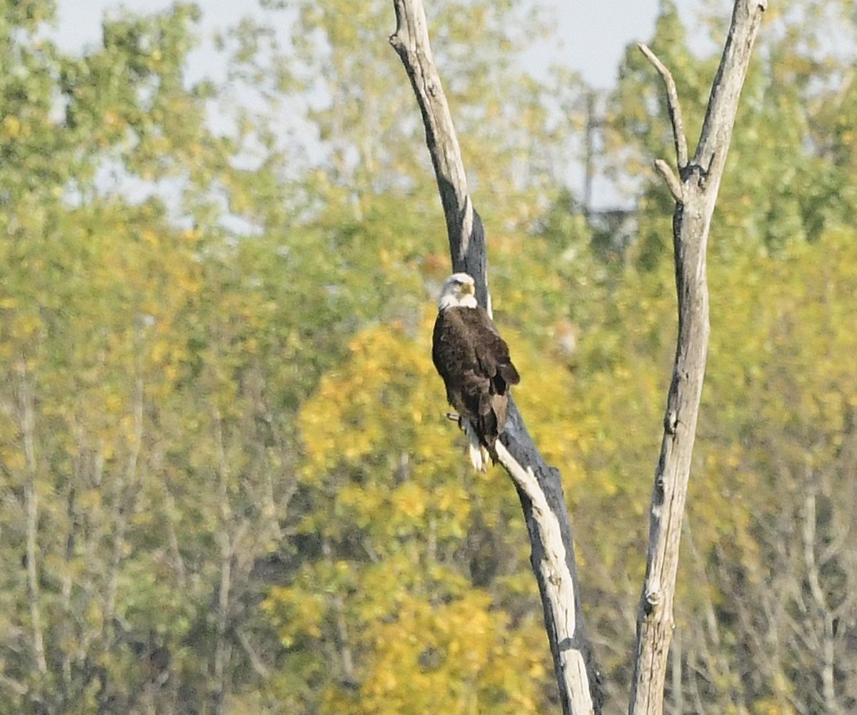 Bald Eagle - ML641972830