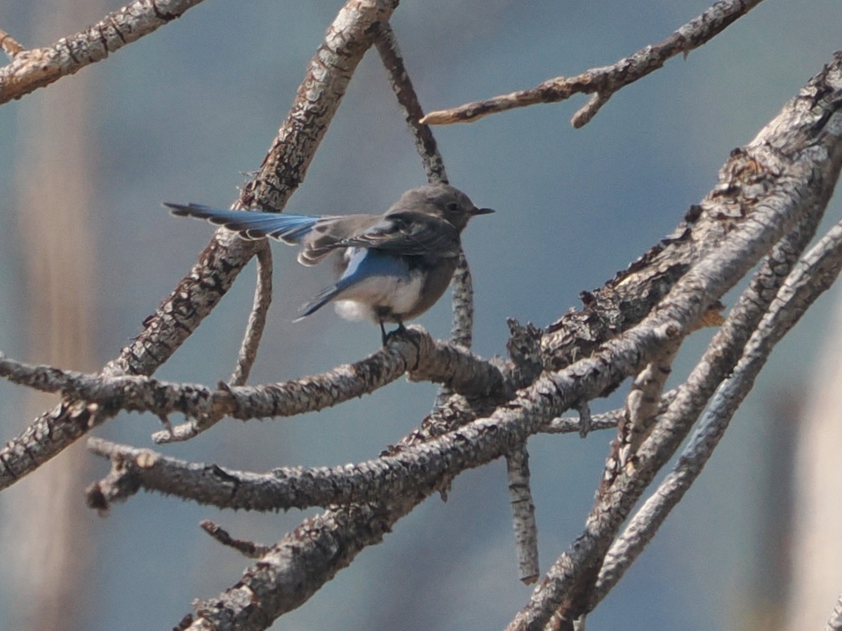 Mountain Bluebird - ML641972839