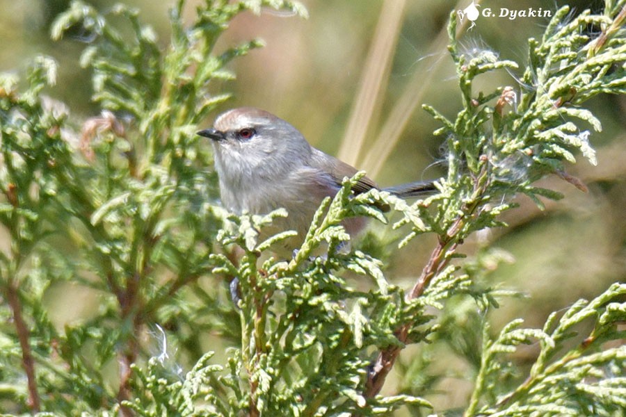 White-browed Tit-Warbler - ML641972868