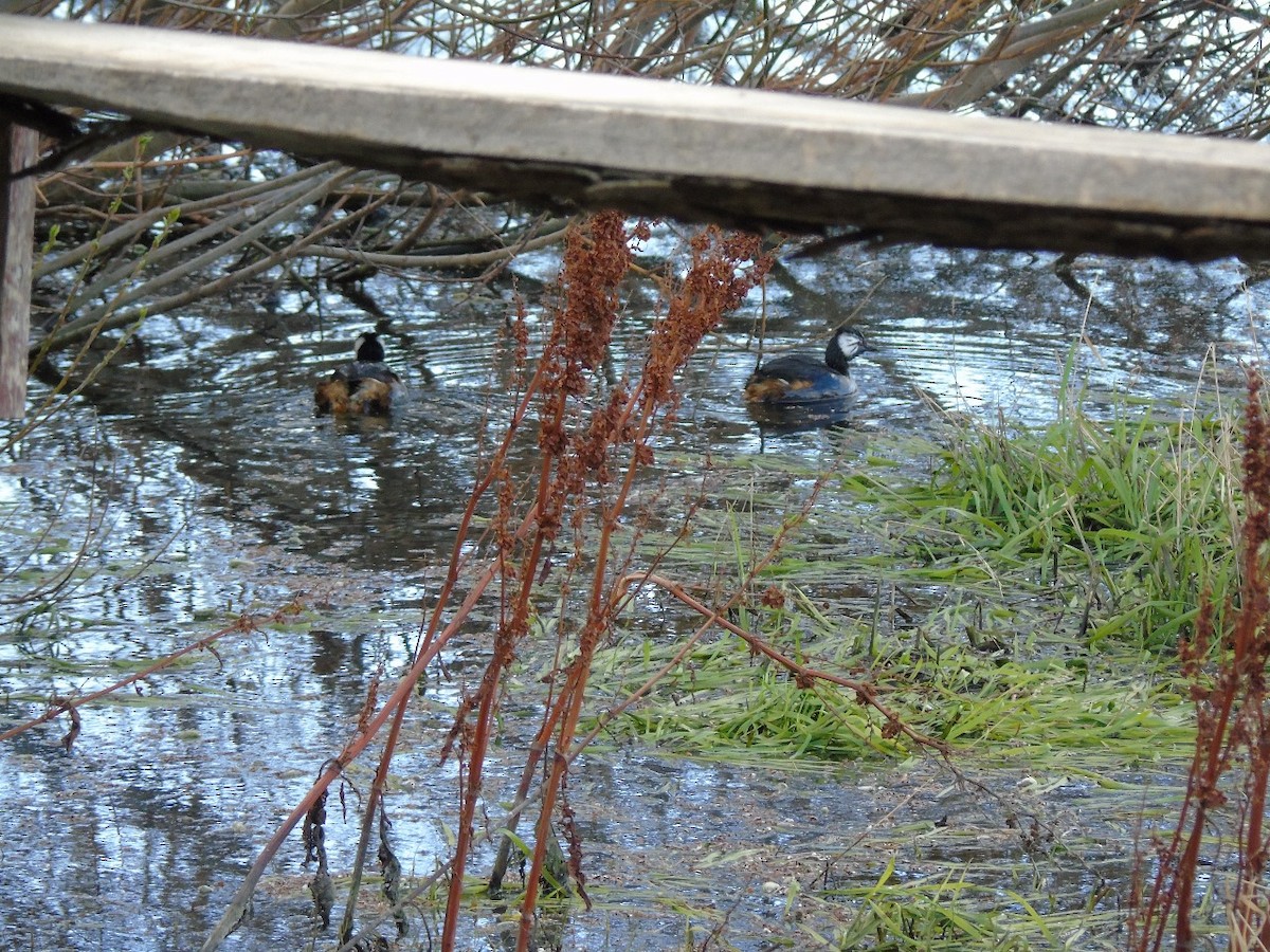 White-tufted Grebe - ML641972869