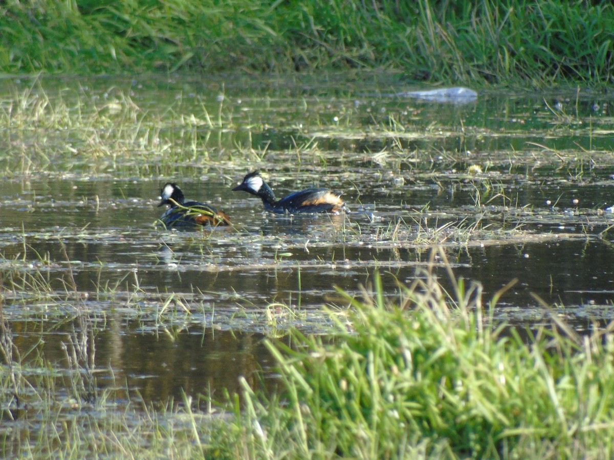 White-tufted Grebe - ML641972870