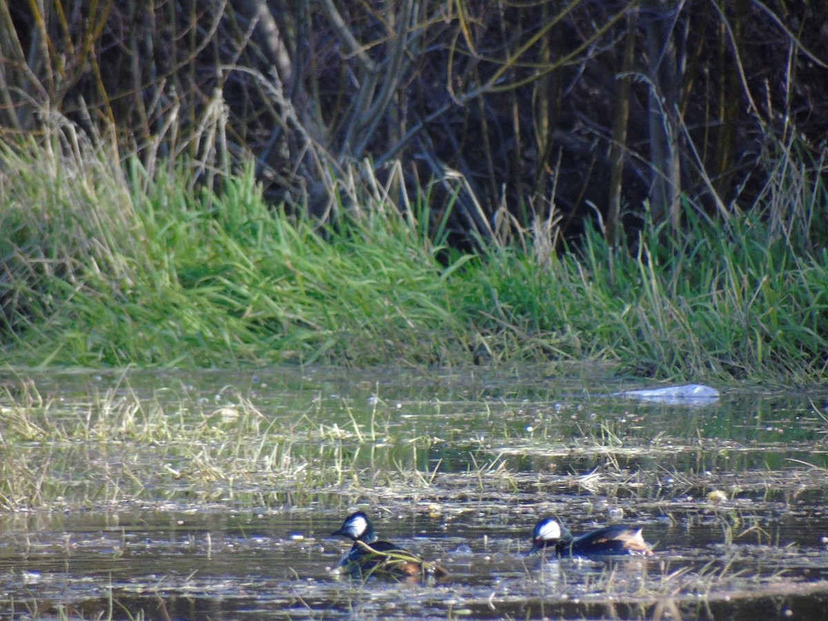 White-tufted Grebe - ML641972871
