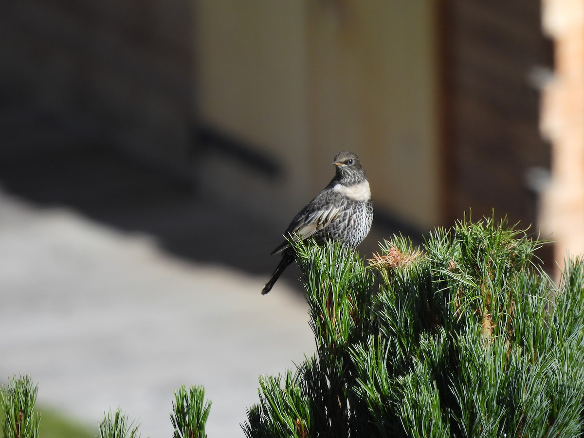 Ring Ouzel - ML641972877