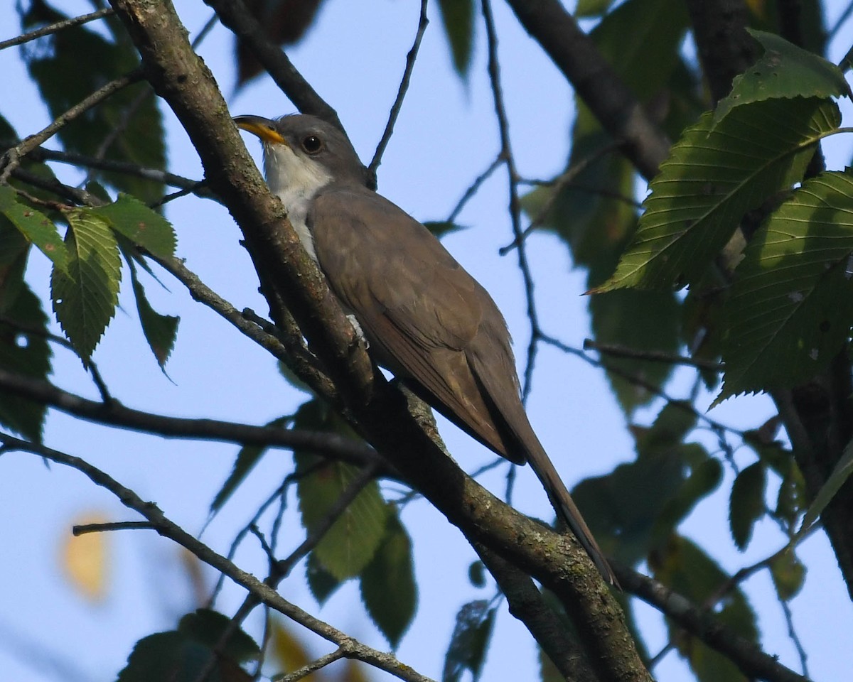 Yellow-billed Cuckoo - ML641972881