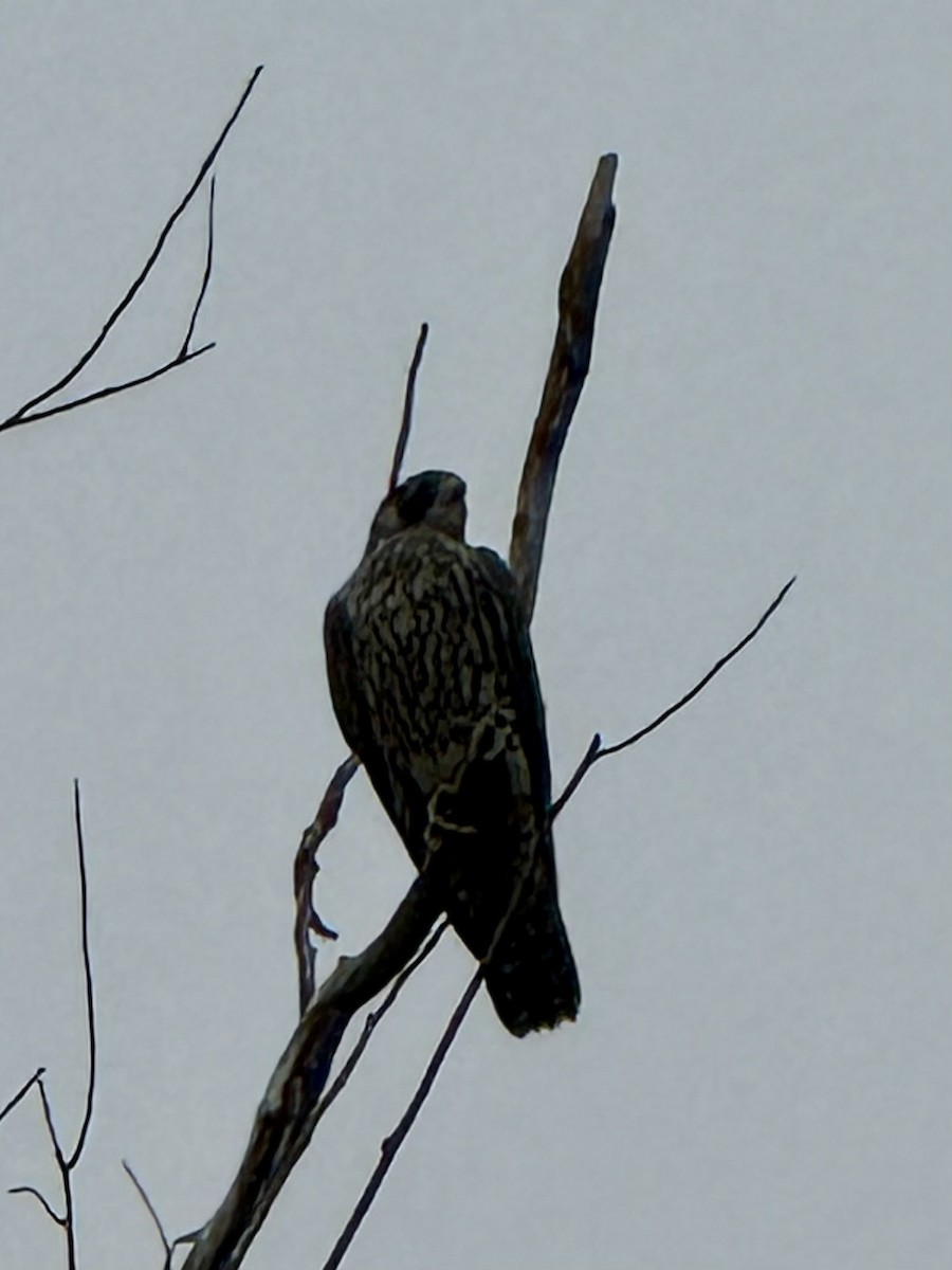 Peregrine Falcon - ML641972888