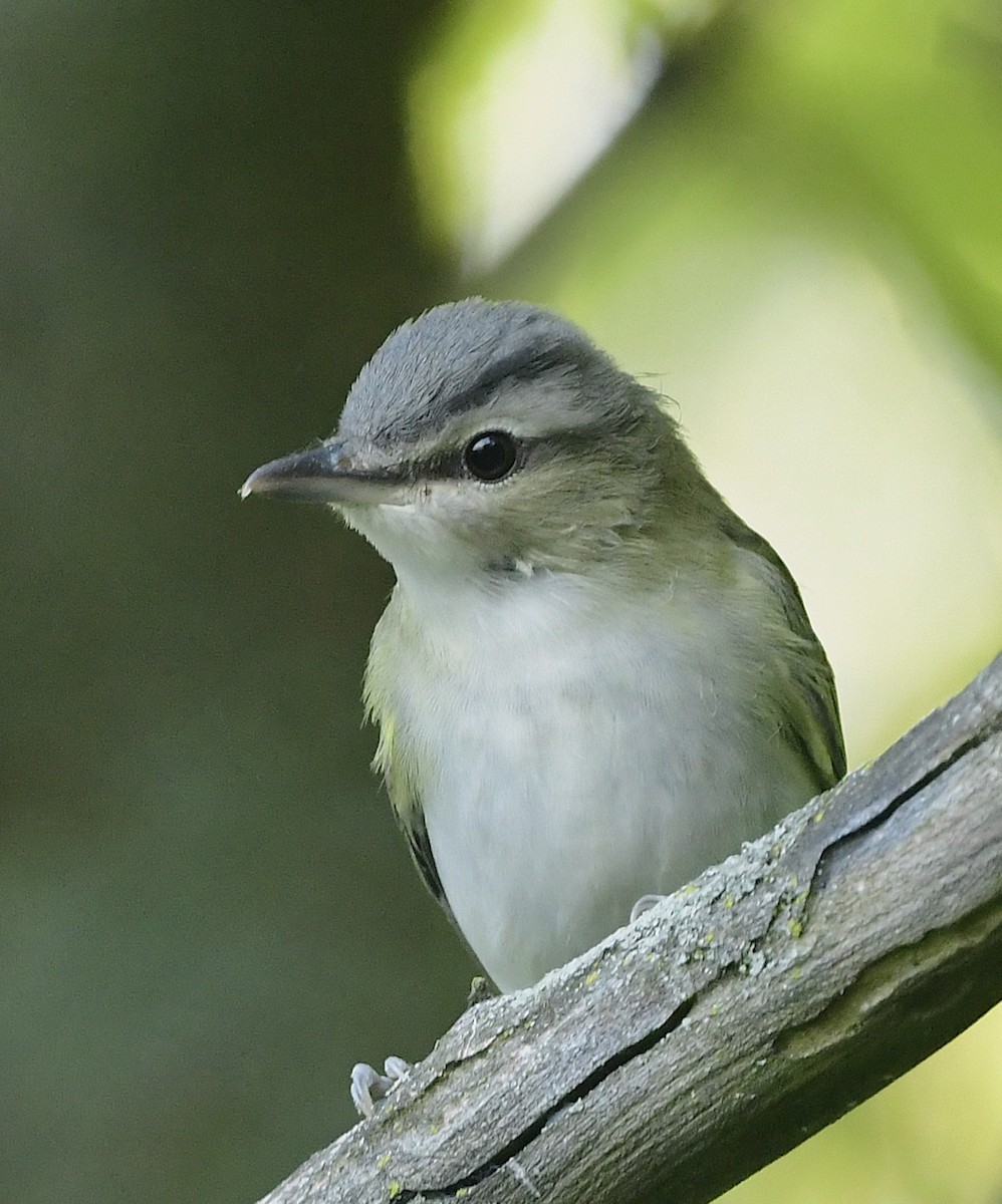 Red-eyed Vireo - ML641972889