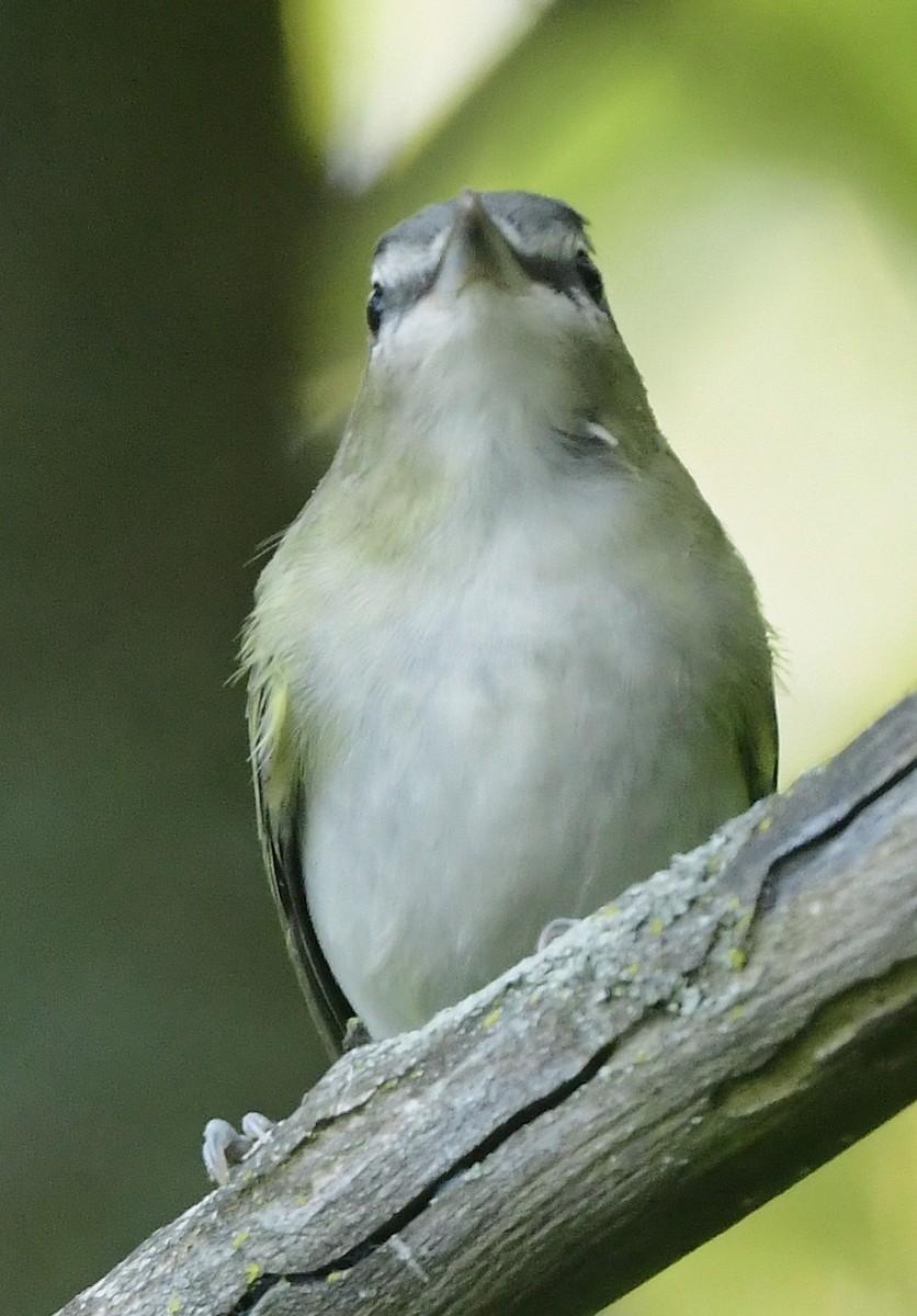 Red-eyed Vireo - ML641972895