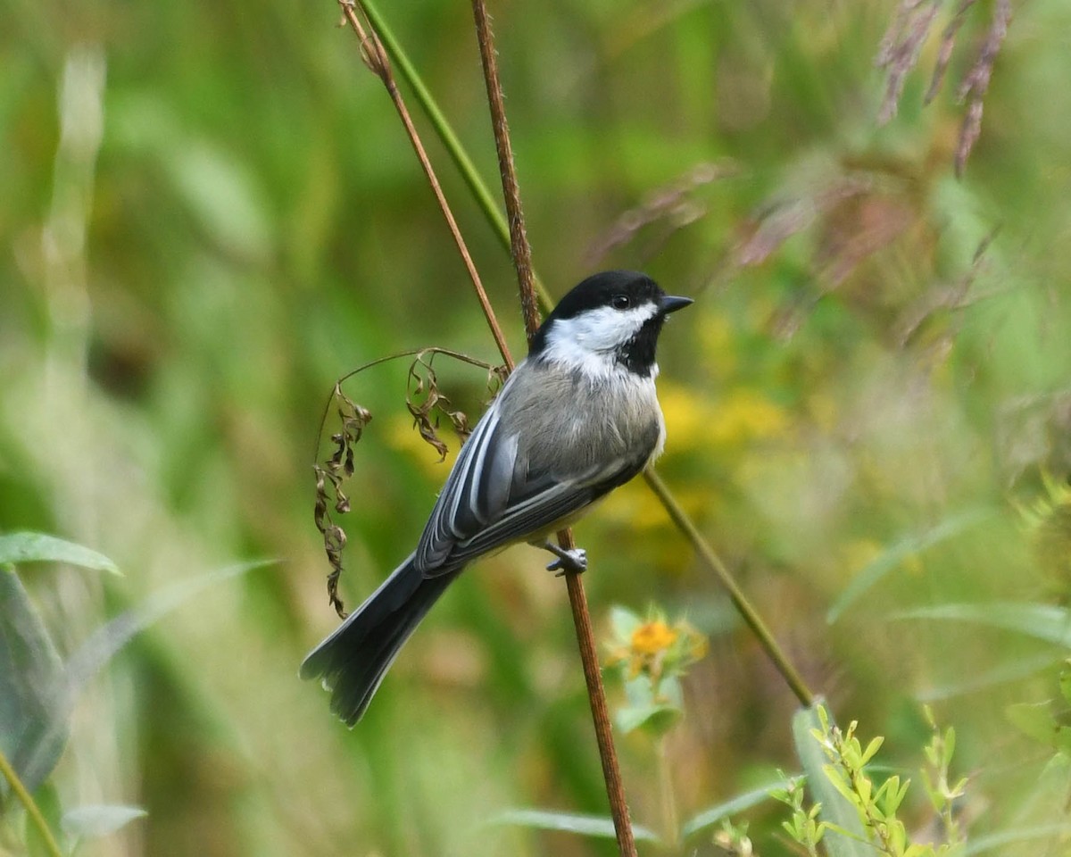 Black-capped Chickadee - ML641972898