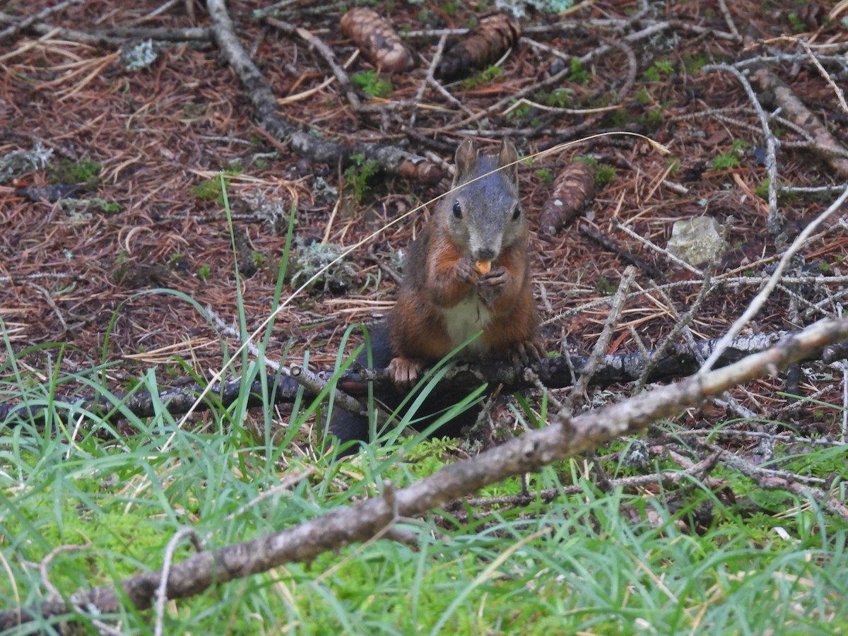 Animals - ML641972906