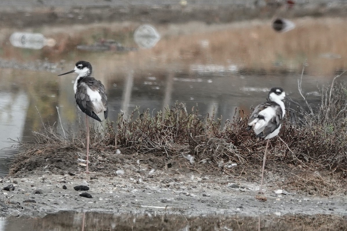 Black-necked Stilt - ML641972915