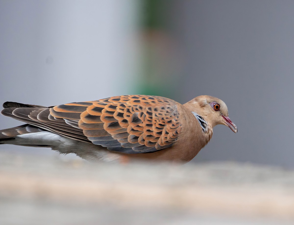 Oriental Turtle-Dove - ML641972935