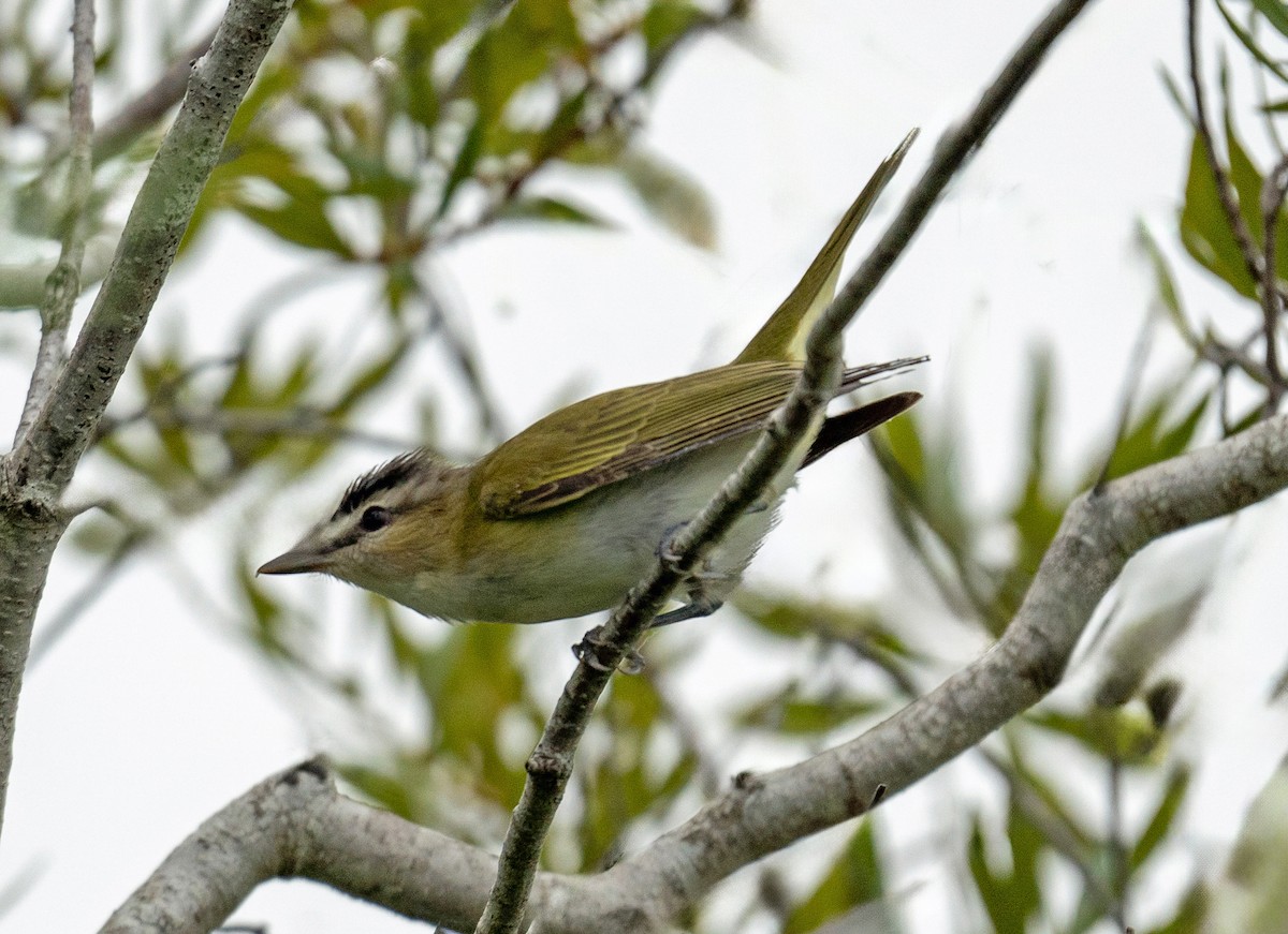 Red-eyed Vireo - ML641972954