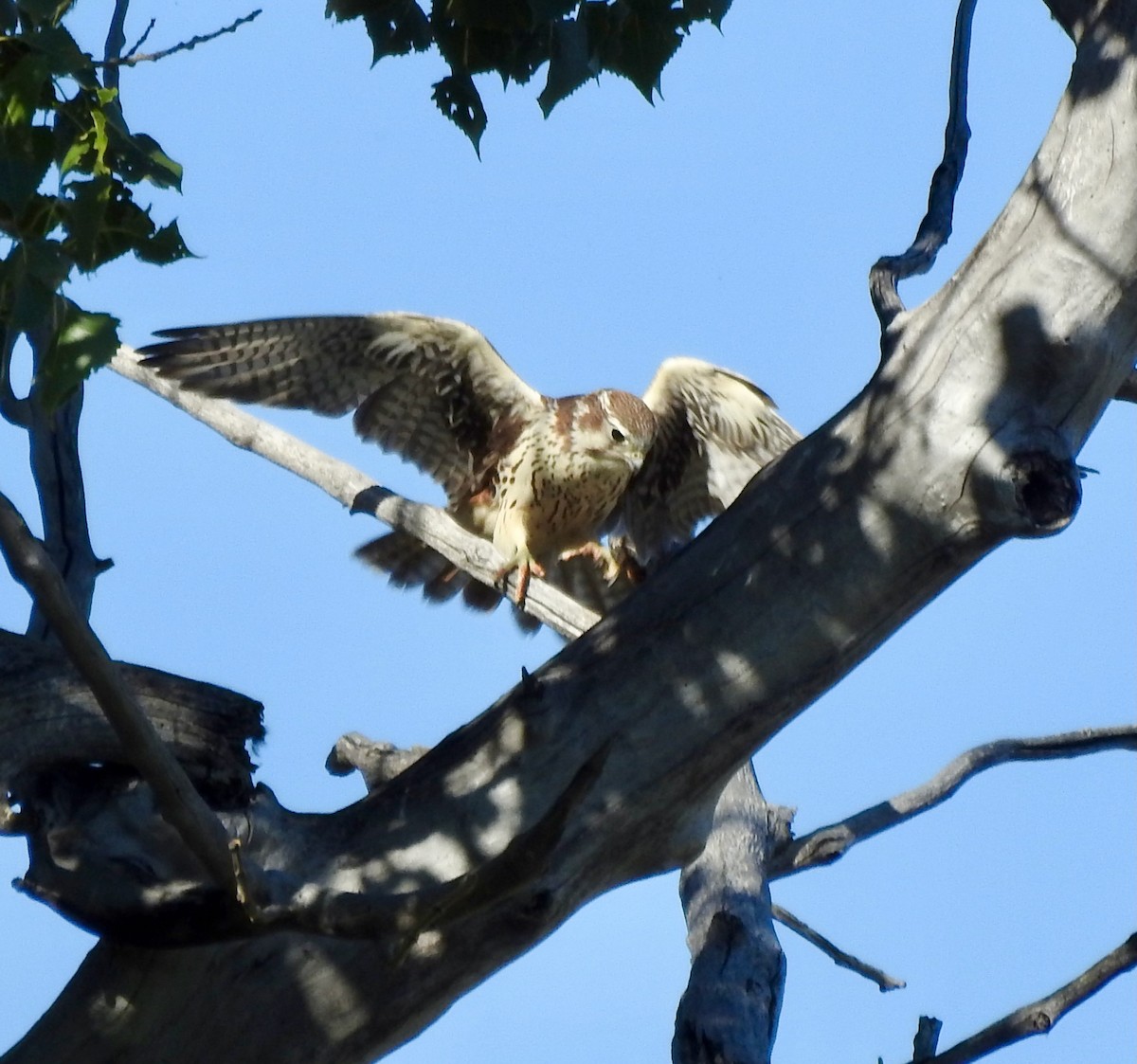 Prairie Falcon - ML641972955