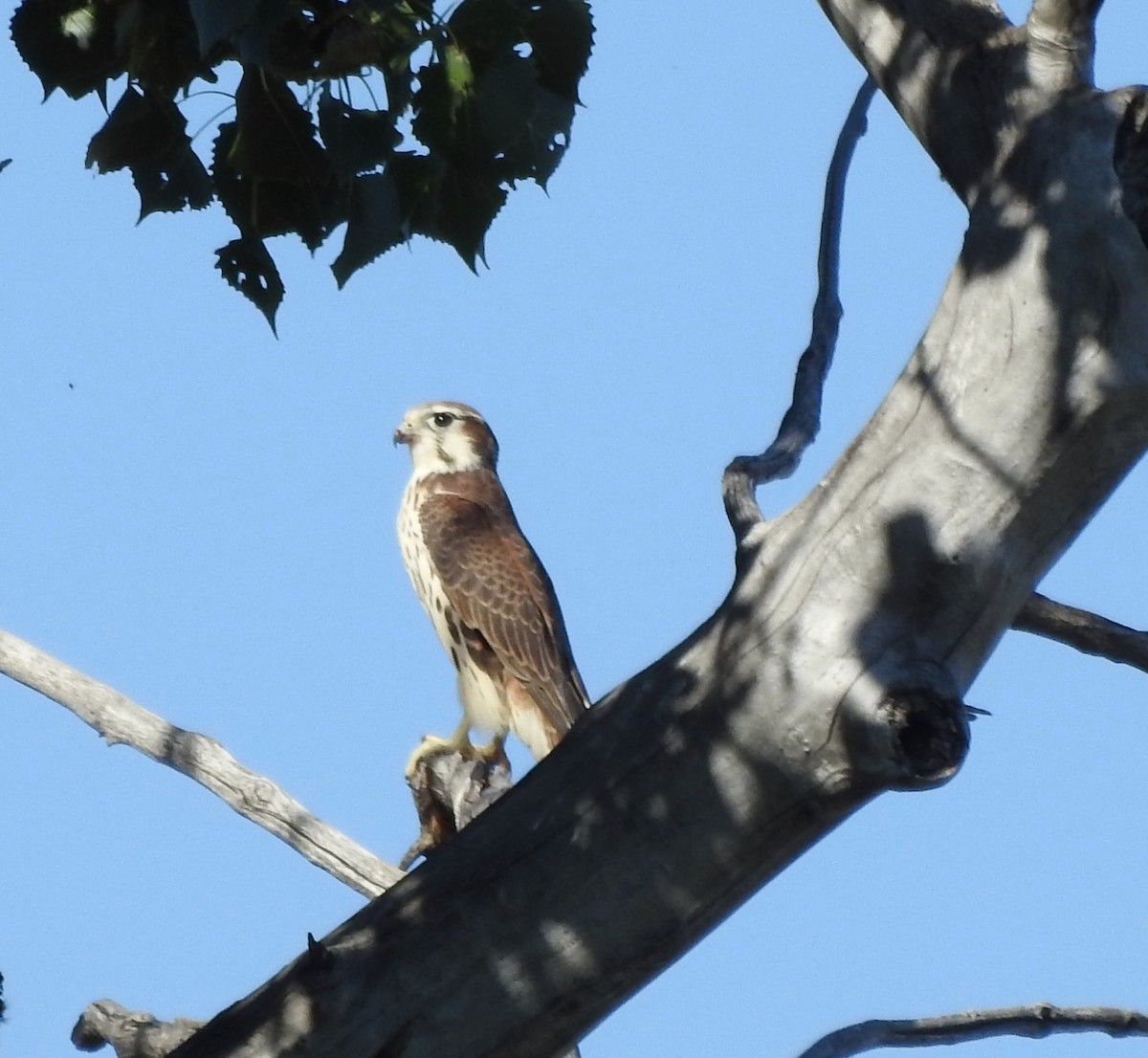 Prairie Falcon - ML641972956
