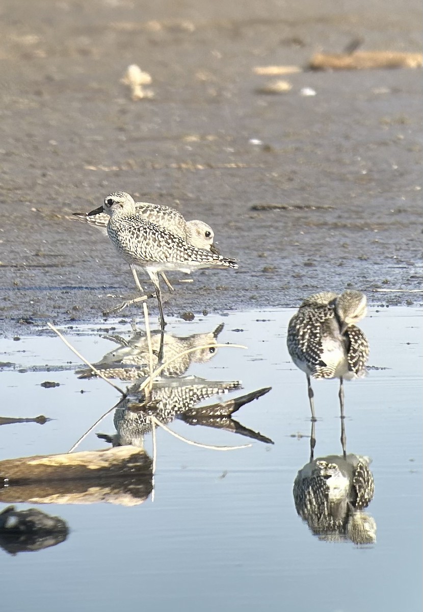 Black-bellied Plover - ML641972962