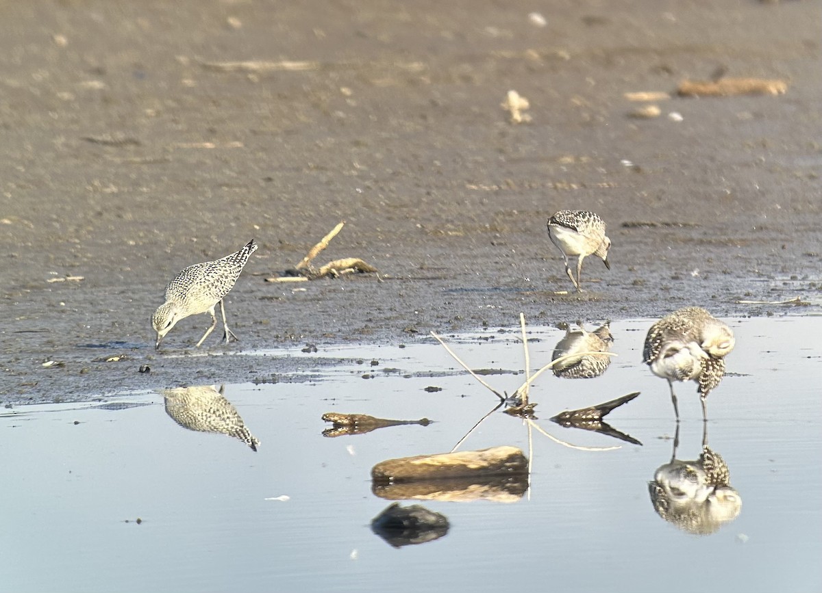 Black-bellied Plover - ML641972963