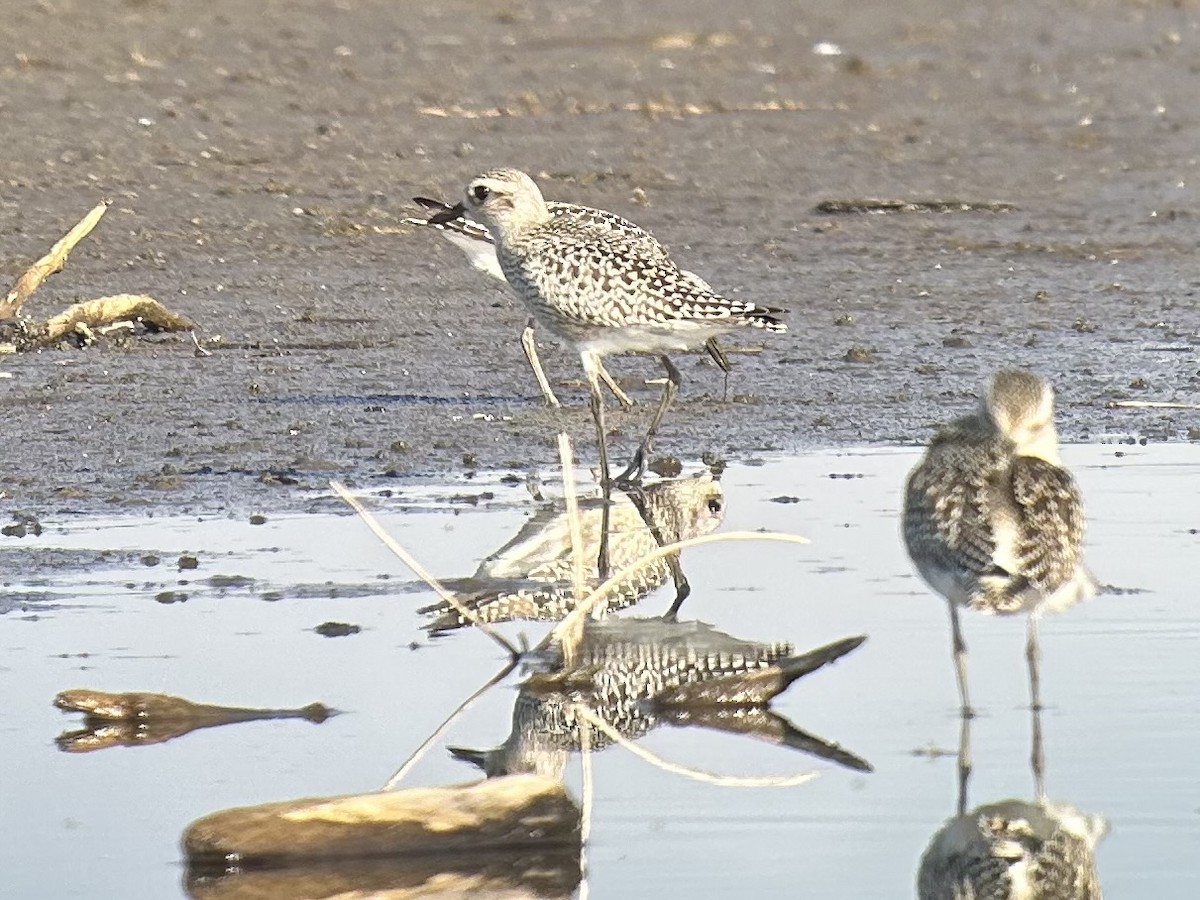 Black-bellied Plover - ML641972964