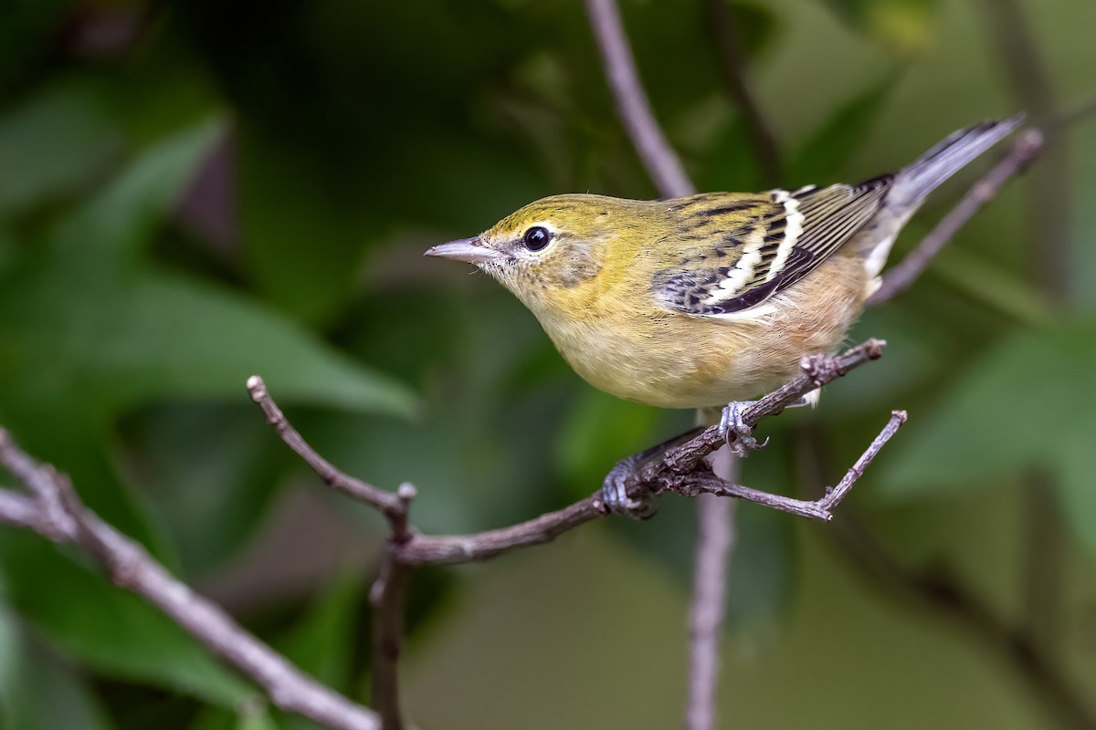 Bay-breasted Warbler - ML641972967