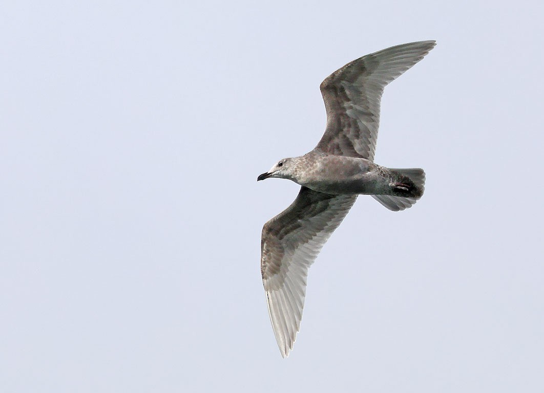 American Herring x Glaucous-winged Gull (hybrid) - ML641972969
