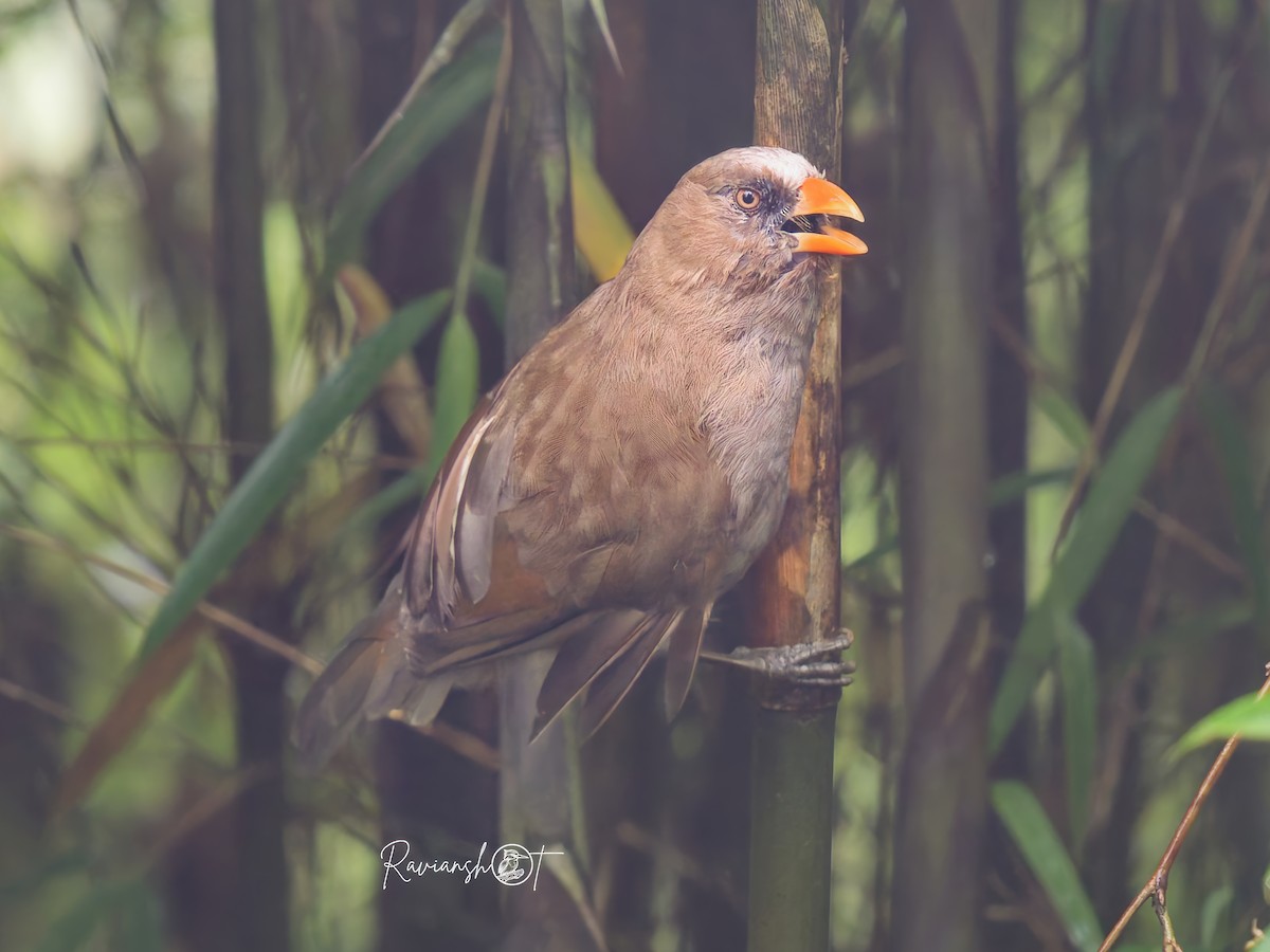 Great Parrotbill - ML641972985