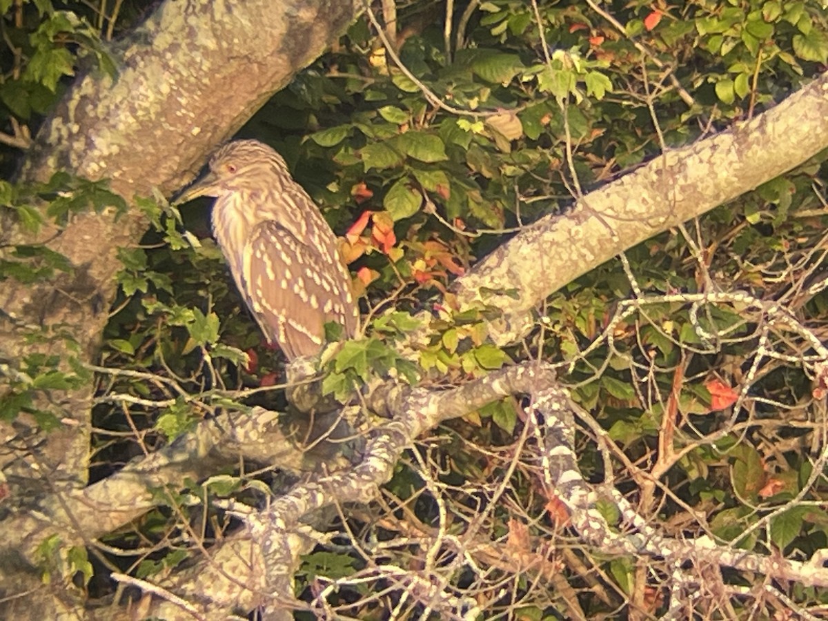 Black-crowned Night Heron - ML641973001