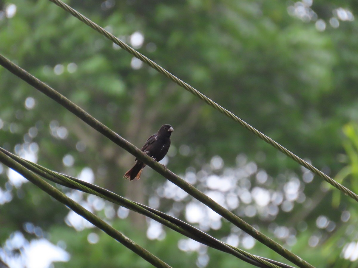 Variable Seedeater - ML641973008