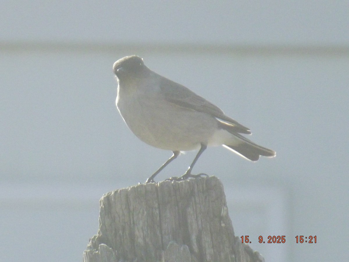 Dark-faced Ground-Tyrant - ML641973013