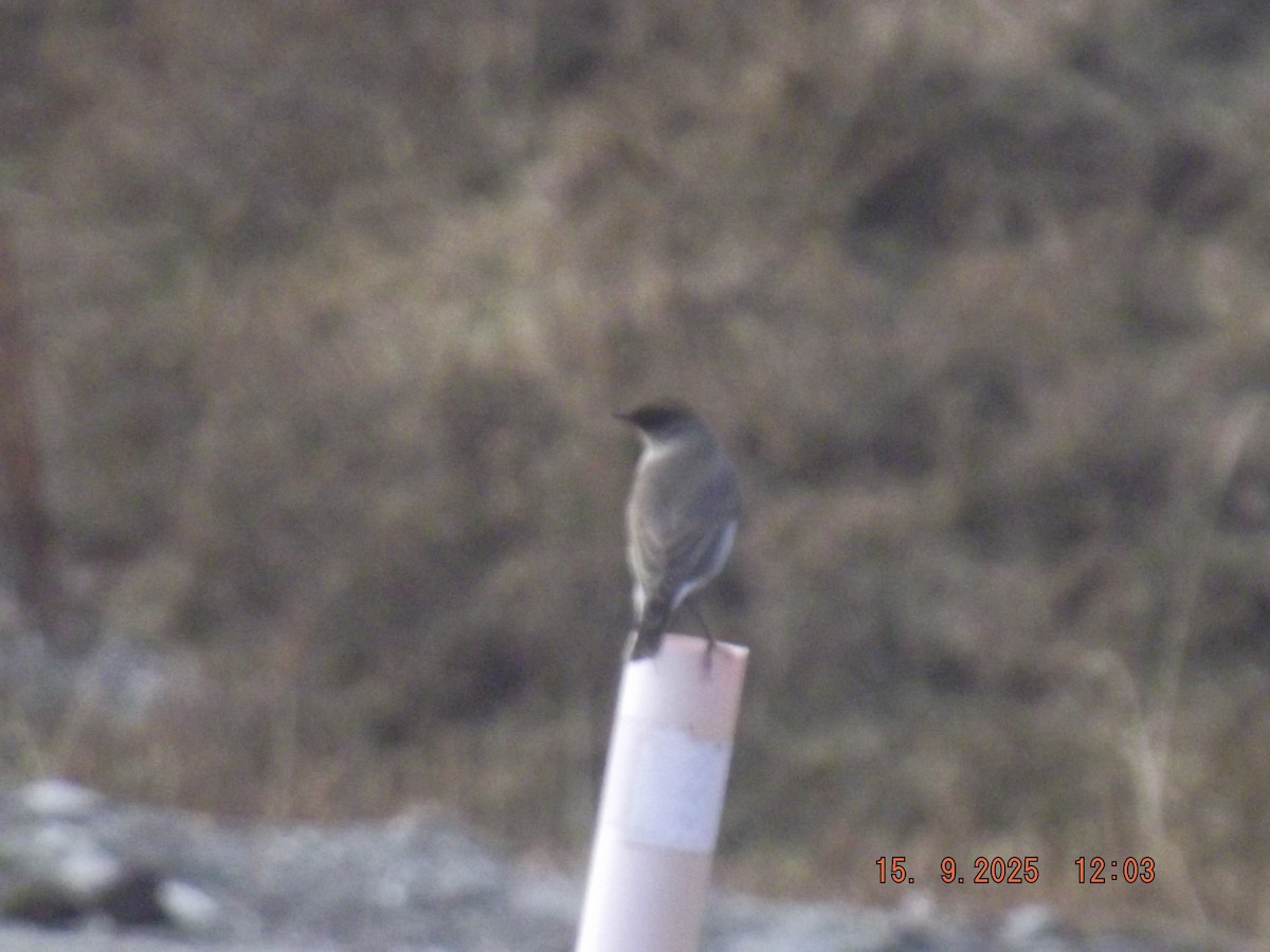 Dark-faced Ground-Tyrant - ML641973014