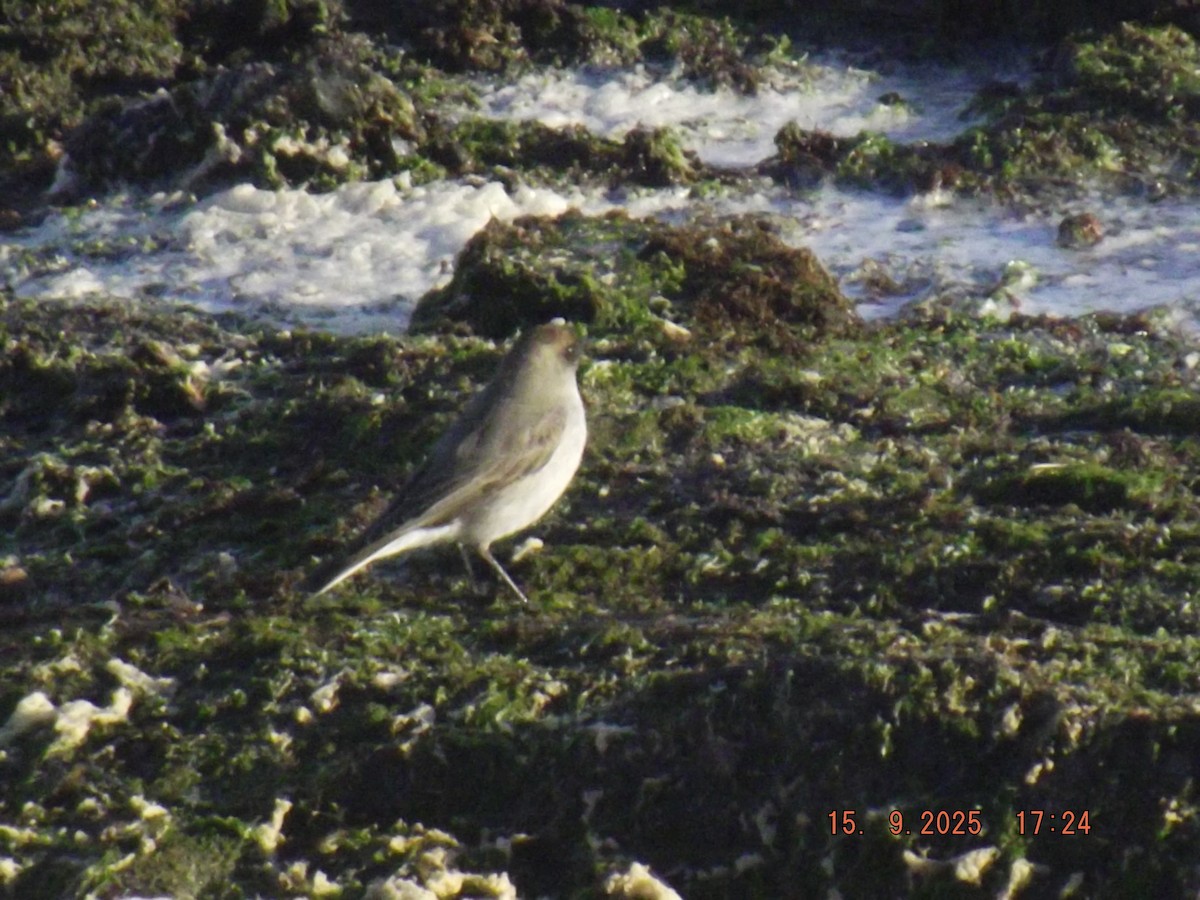 Dark-faced Ground-Tyrant - ML641973015