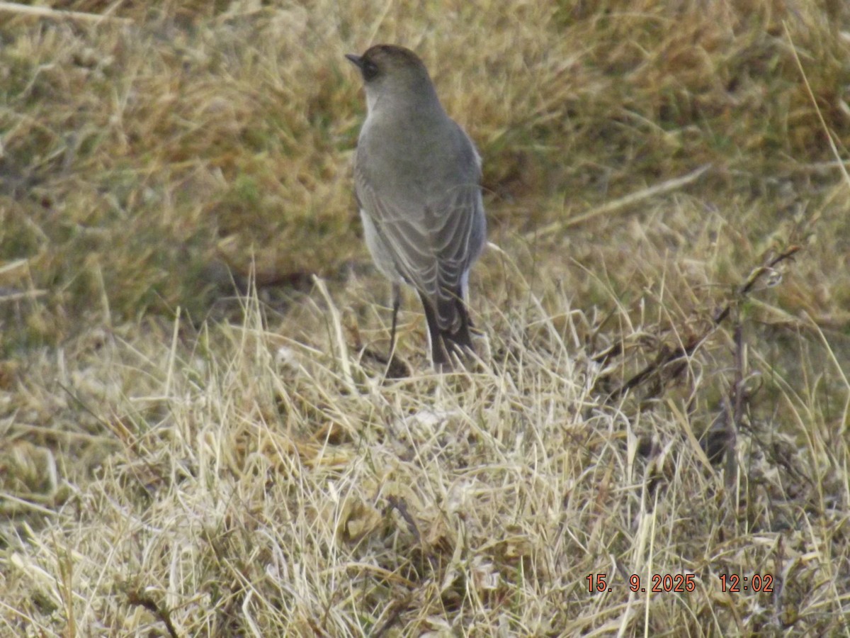 Dark-faced Ground-Tyrant - ML641973016