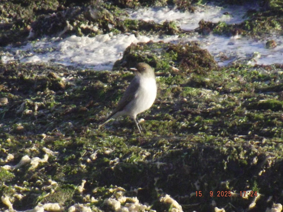 Dark-faced Ground-Tyrant - ML641973017