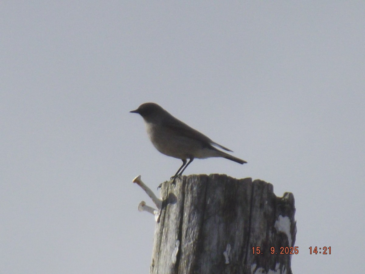 Dark-faced Ground-Tyrant - ML641973018