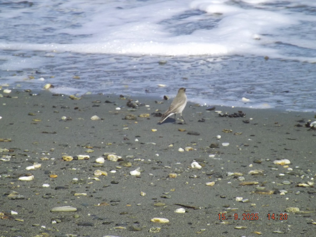 Dark-faced Ground-Tyrant - ML641973020