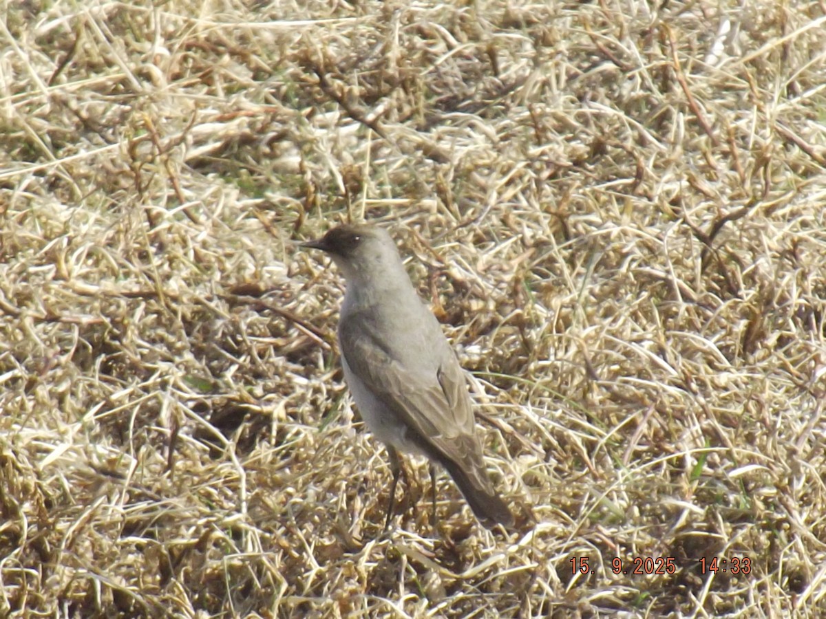 Dark-faced Ground-Tyrant - ML641973021