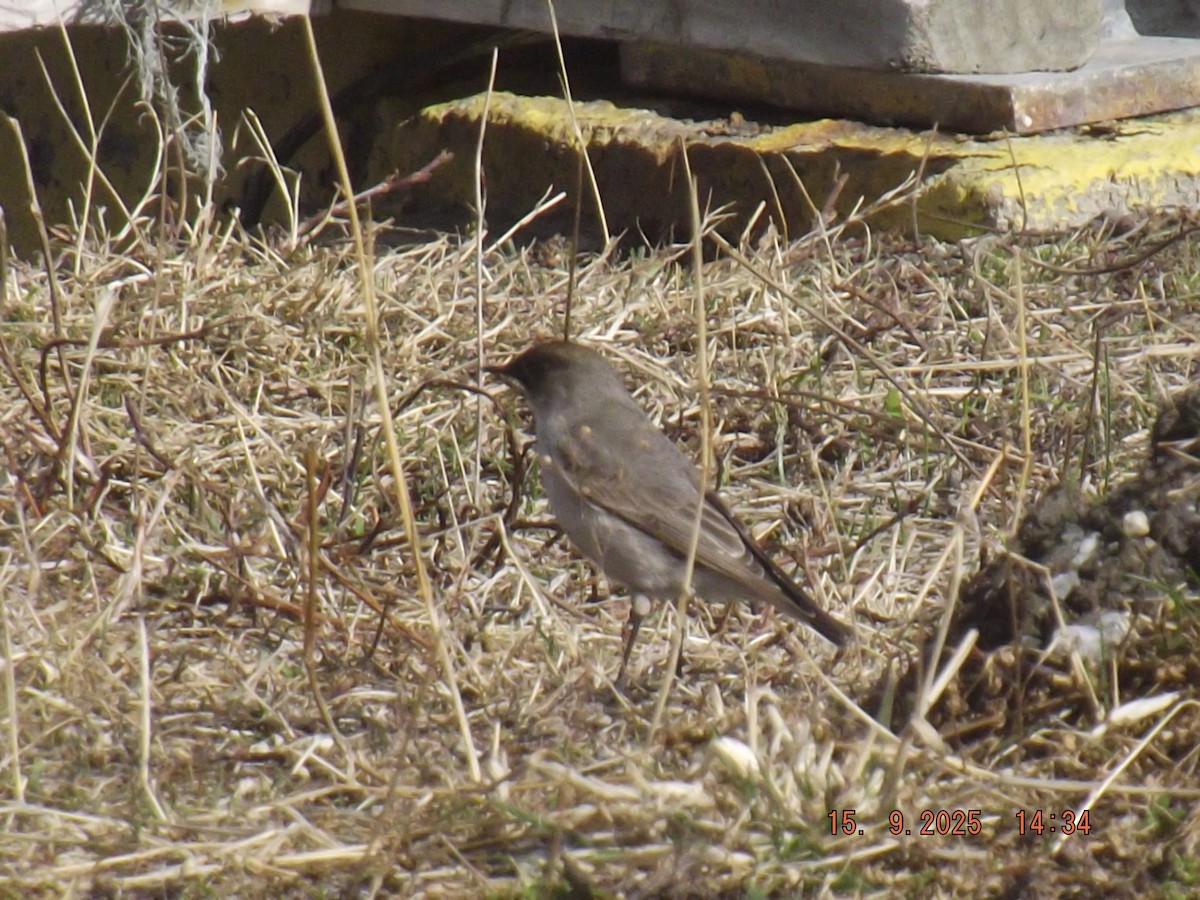 Dark-faced Ground-Tyrant - ML641973022