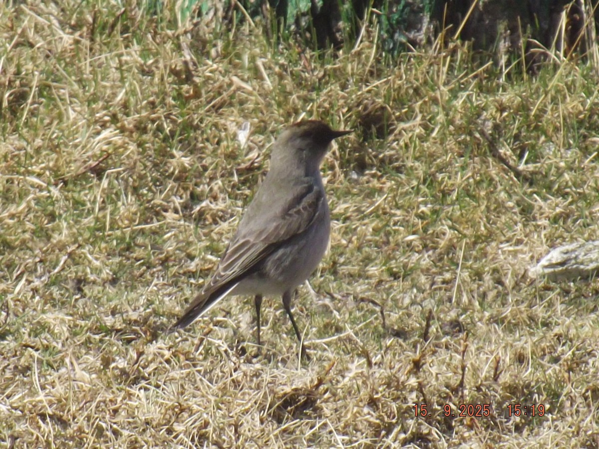 Dark-faced Ground-Tyrant - ML641973025