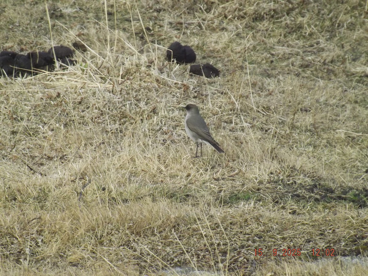 Dark-faced Ground-Tyrant - ML641973030