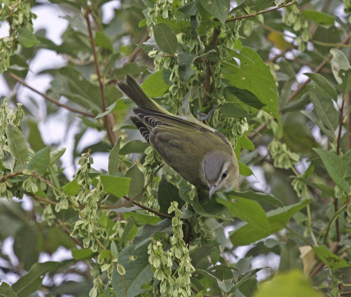 Red-eyed Vireo - ML641973040