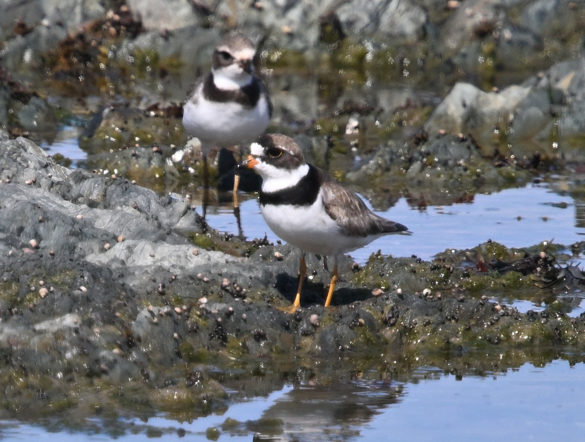 Semipalmated Plover - ML641973042